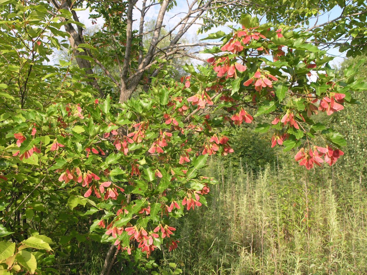 Клён гиннала - фото 5