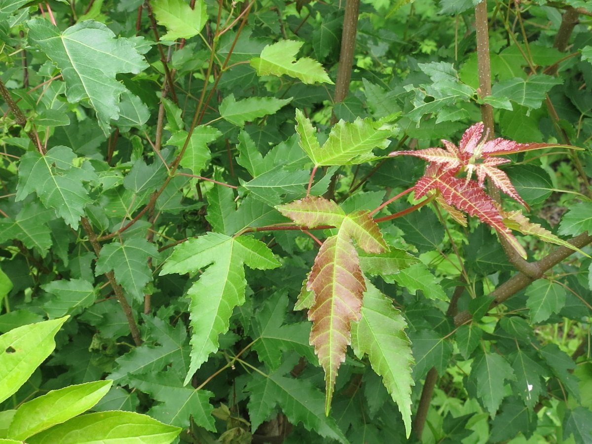 Клён гиннала - фото 10