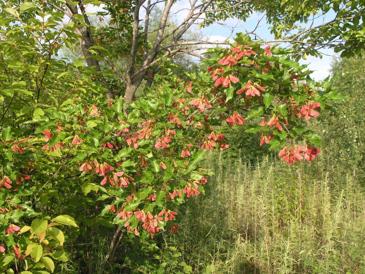 Клён гиннала - фото 7