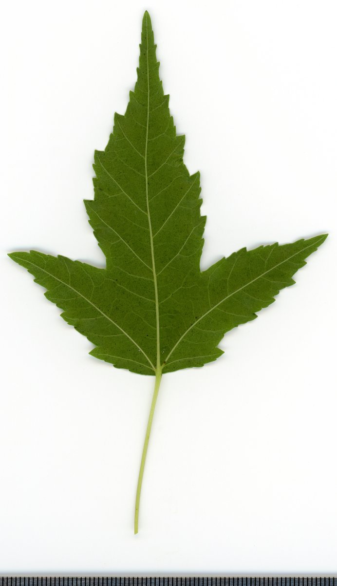 Клён гиннала - фото 2