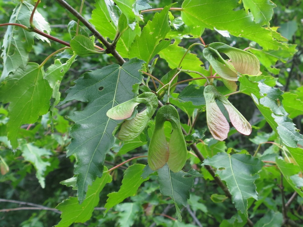 Клён гиннала - фото 8