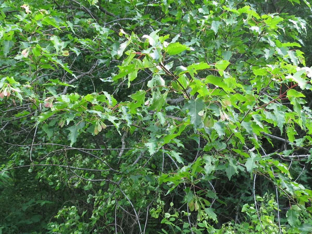 Клён гиннала - фото 9