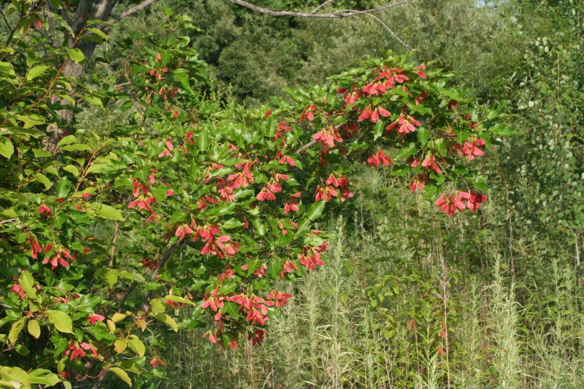 Клён гиннала - фото 6