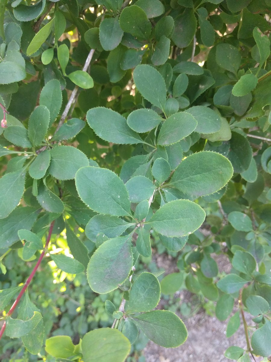 Барбарис обыкновенный - фото 2