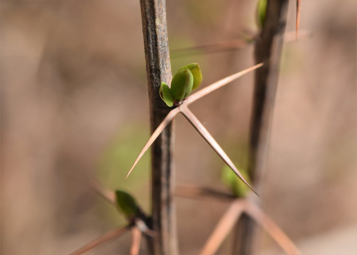 Барбарис обыкновенный - фото 9