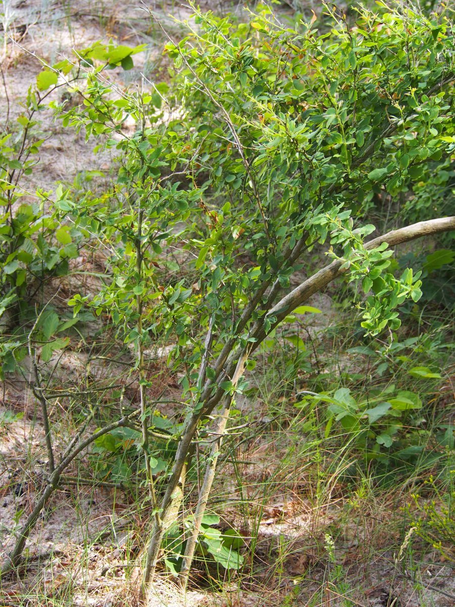 Барбарис обыкновенный - фото 4