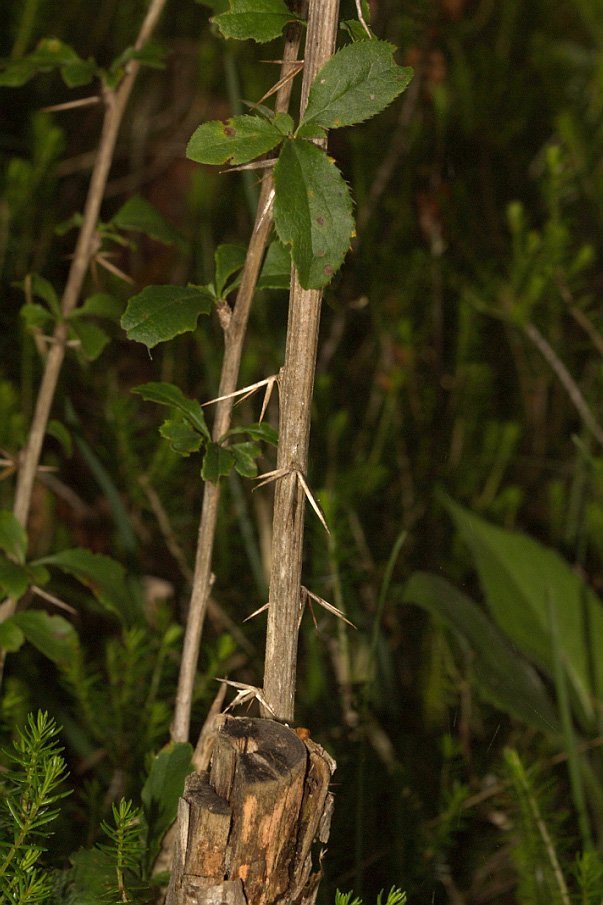 Барбарис обыкновенный - фото 6
