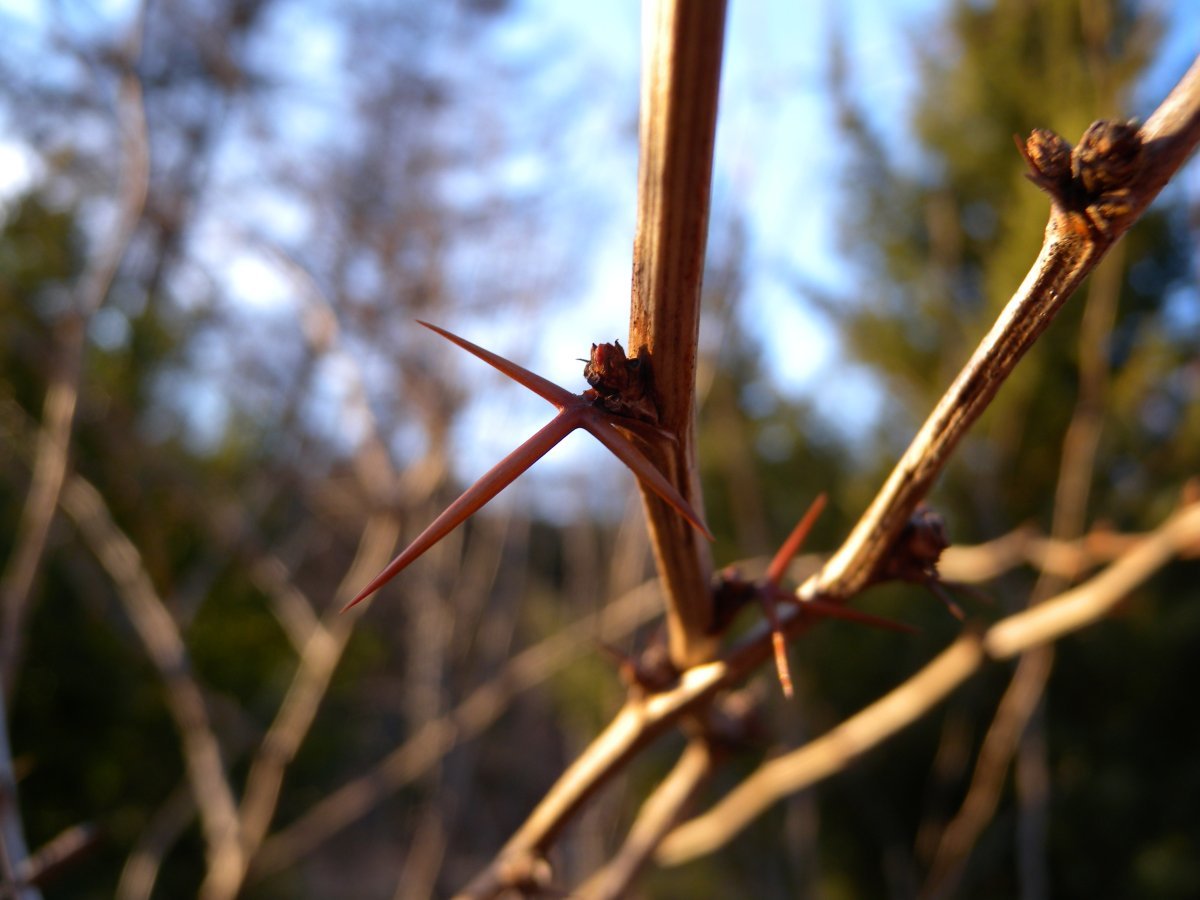 Барбарис обыкновенный - фото 5