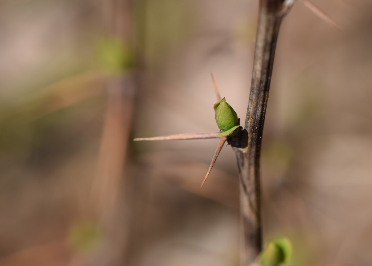 Барбарис обыкновенный - фото 10