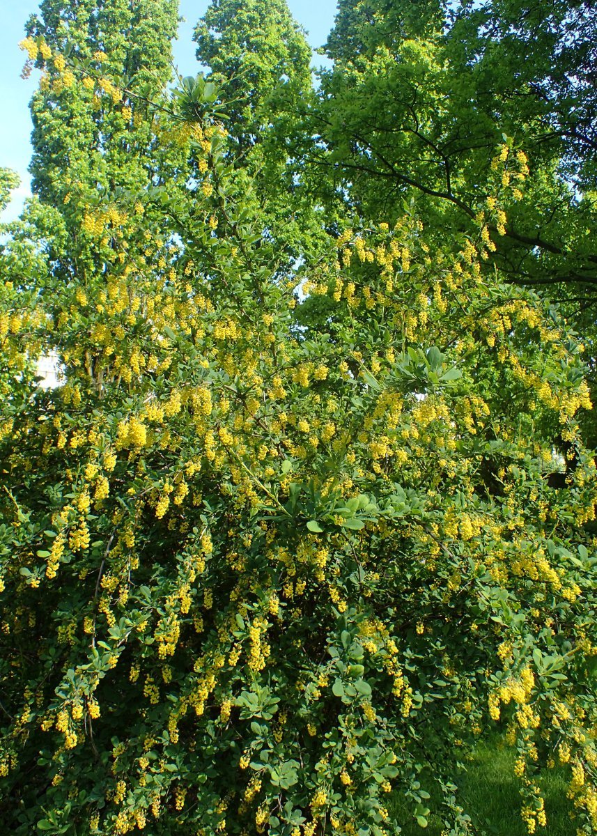 Барбарис обыкновенный - фото 8