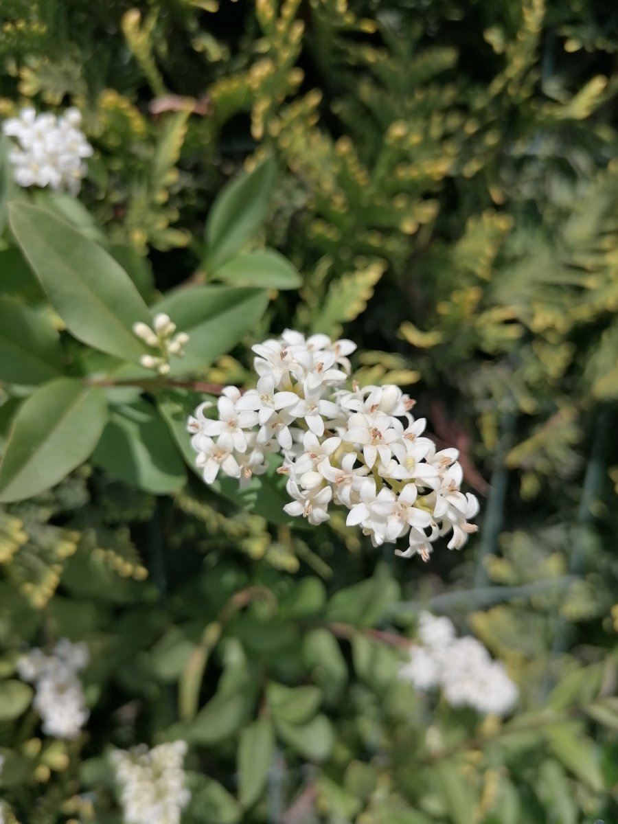 Бирючина обыкновенная - фото 3