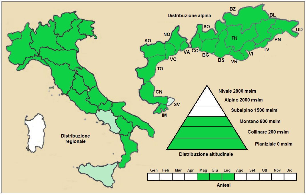 Бирючина обыкновенная - фото 7