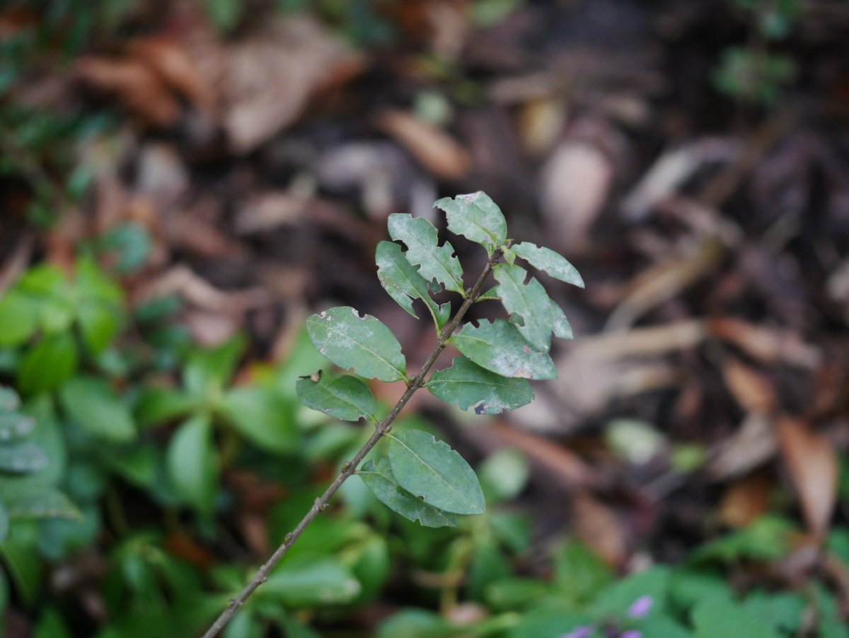 Бирючина обыкновенная - фото 11