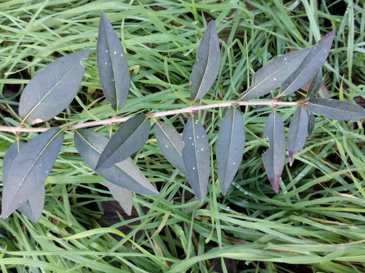 Бирючина обыкновенная - фото 10