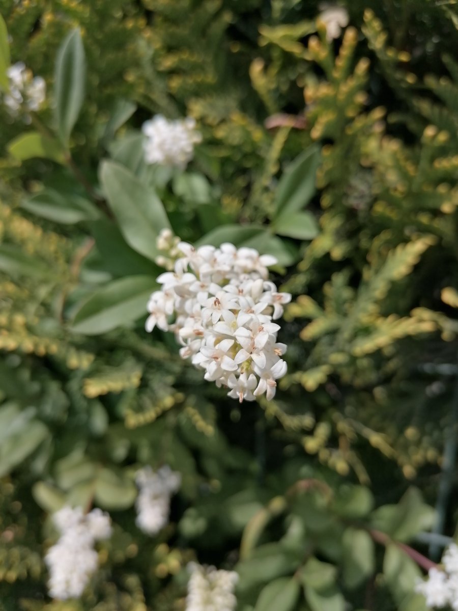 Бирючина обыкновенная - фото 4