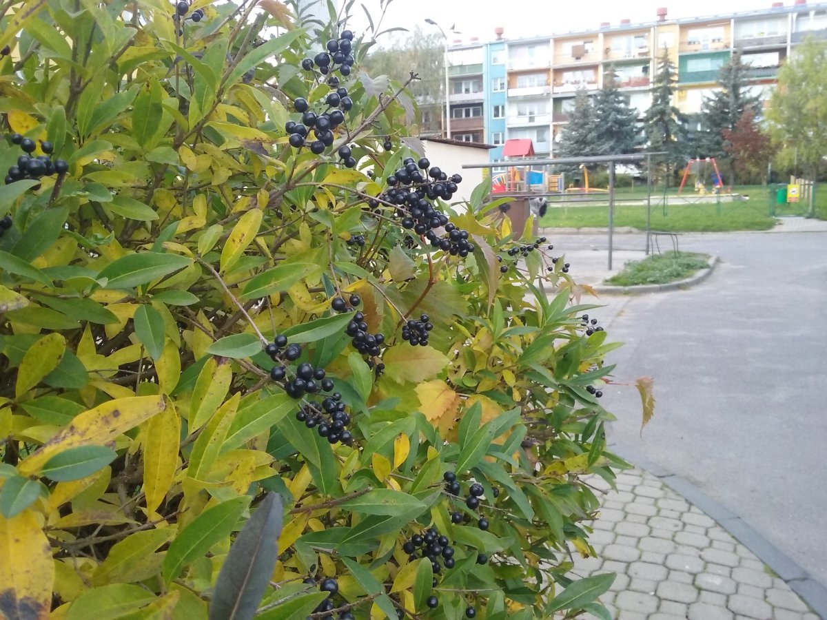 Бирючина обыкновенная - фото 2