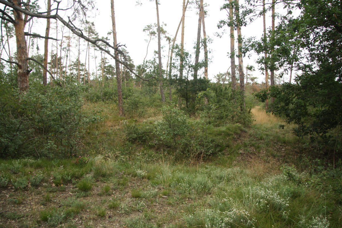 Бирючина обыкновенная - фото 5