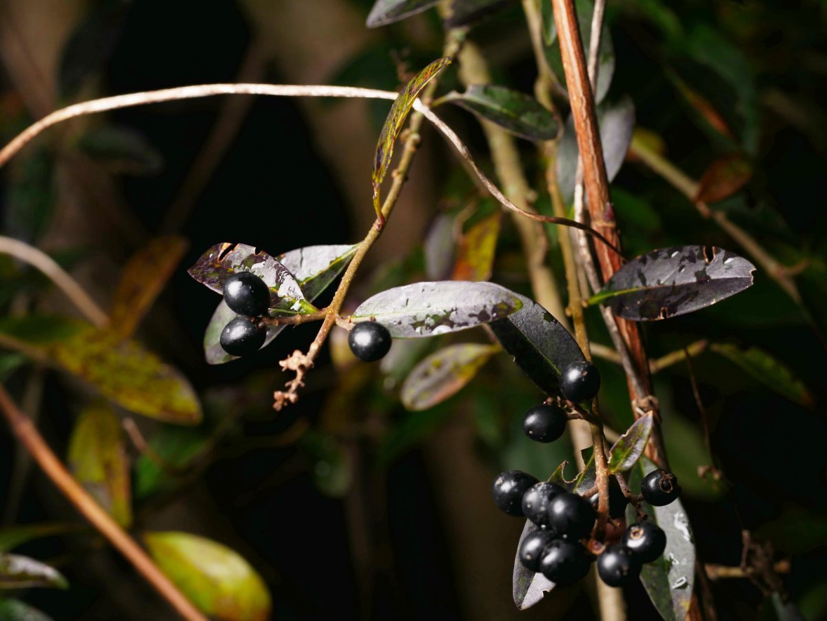 Бирючина обыкновенная - фото 9