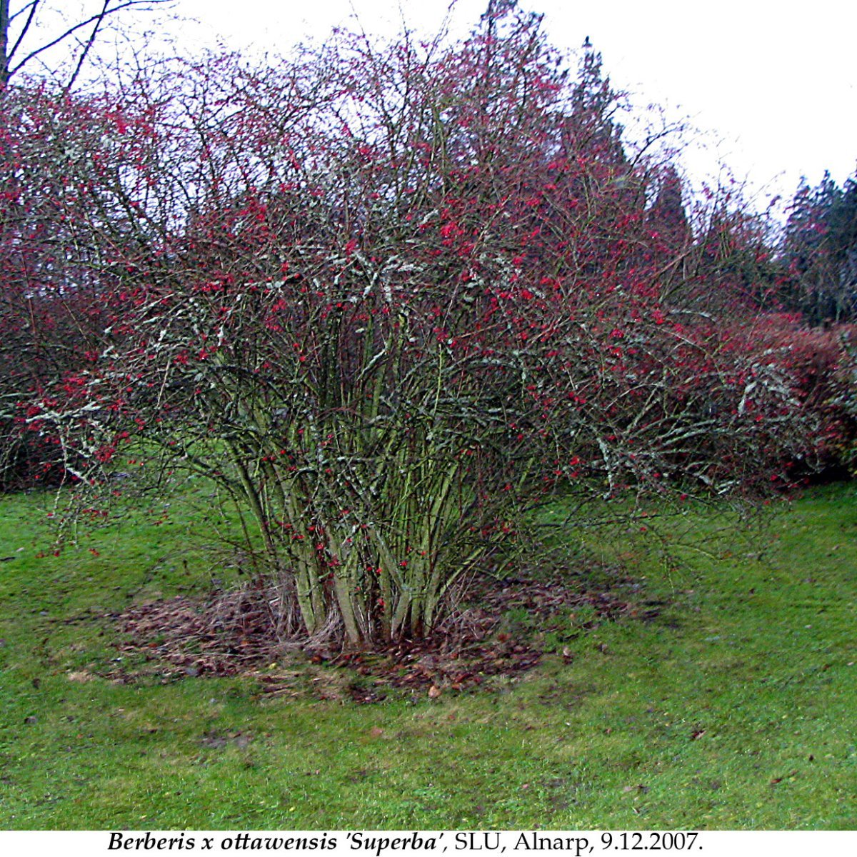 Барбарис оттавский - фото 10