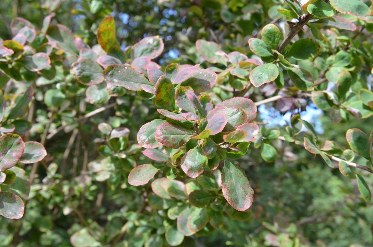 Барбарис оттавский - фото 3