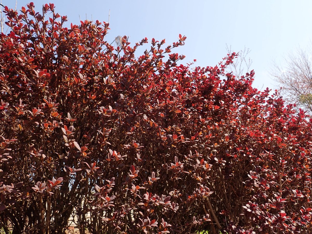 Барбарис оттавский - фото 5