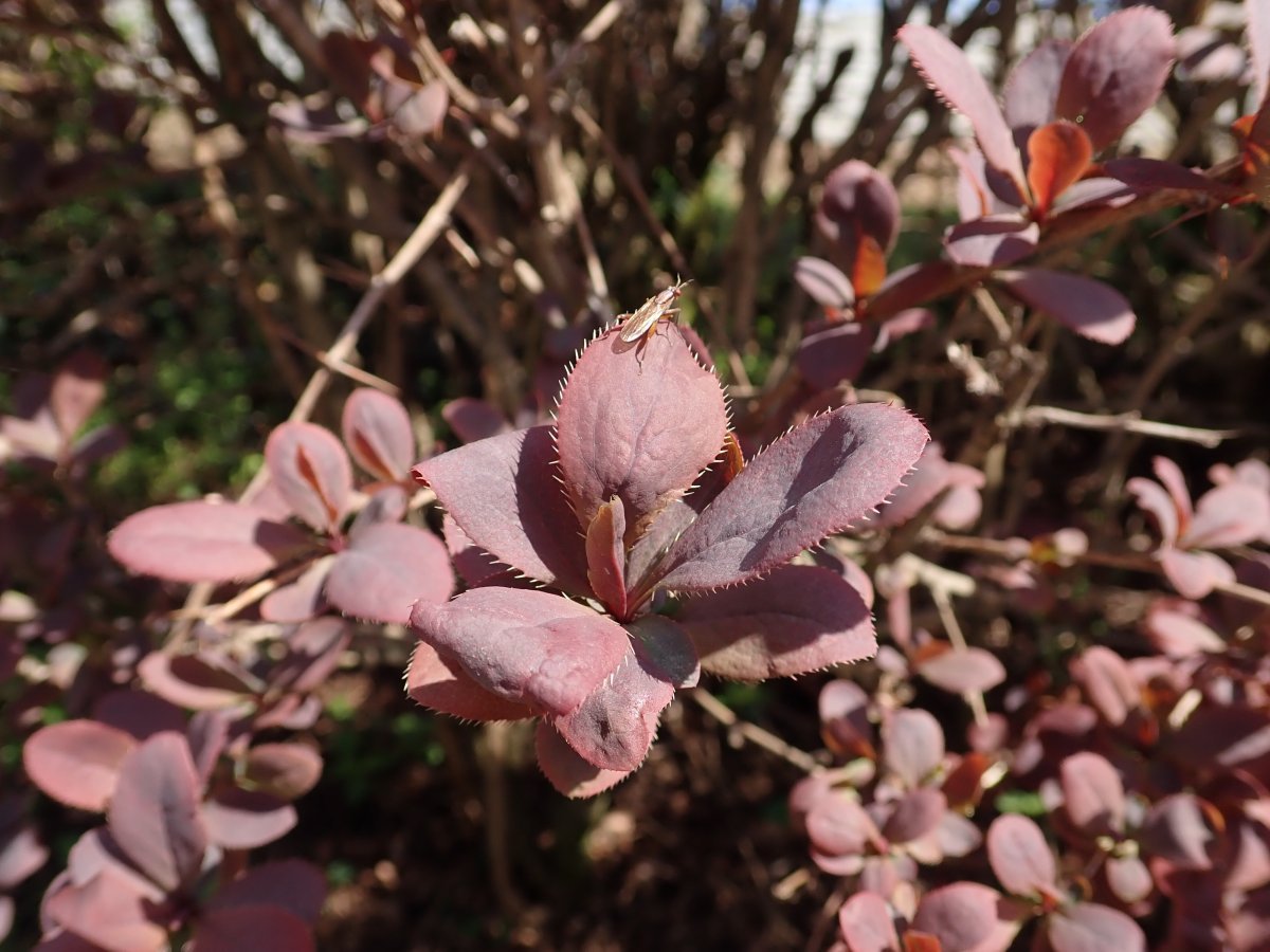 Барбарис оттавский - фото 7