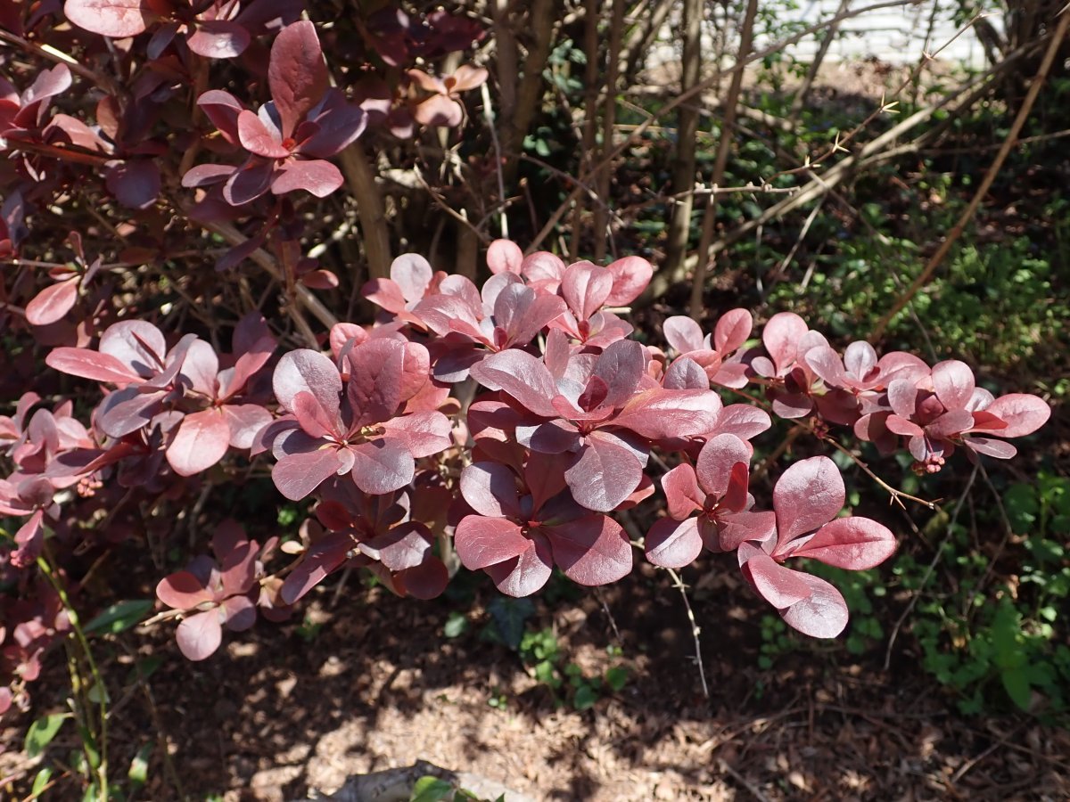Барбарис оттавский - фото 6