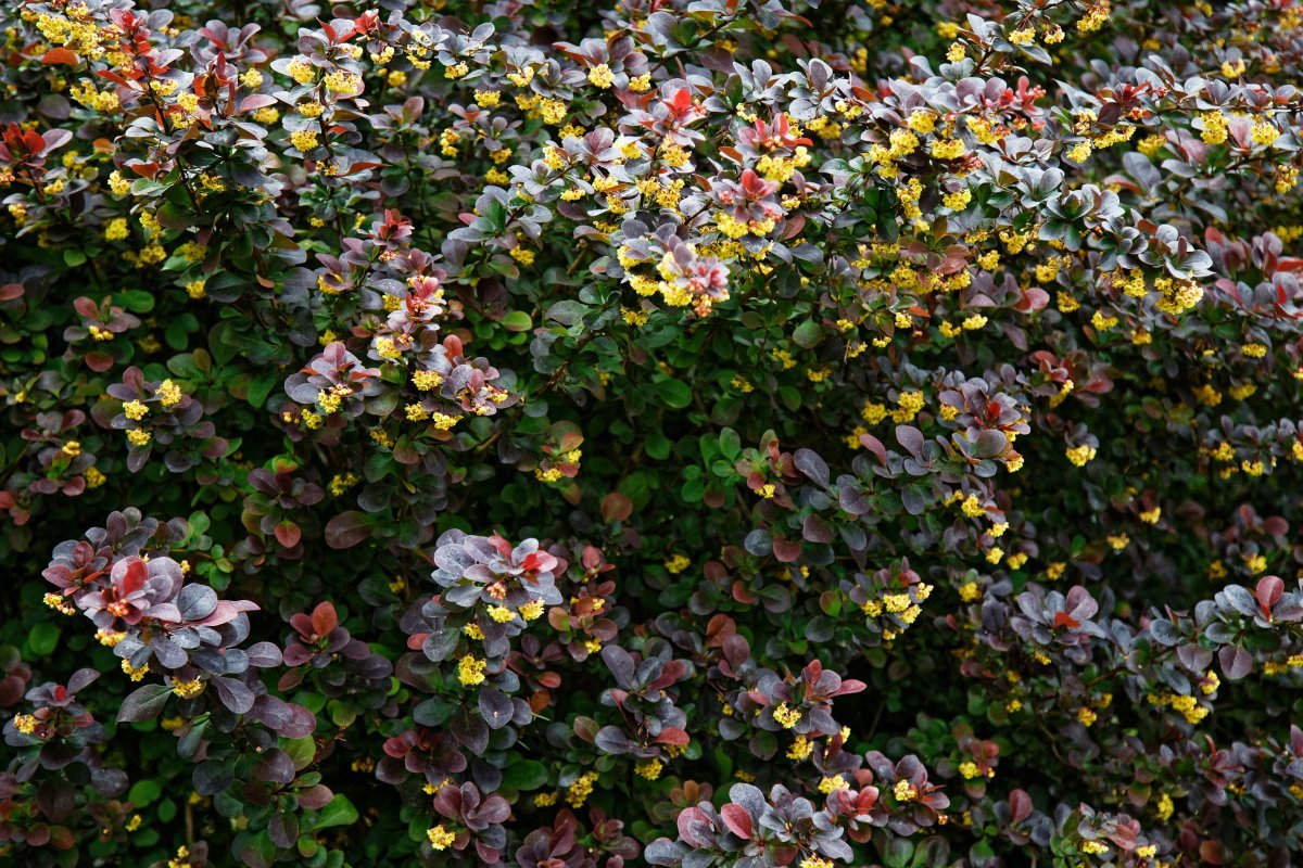 Барбарис оттавский - фото 9