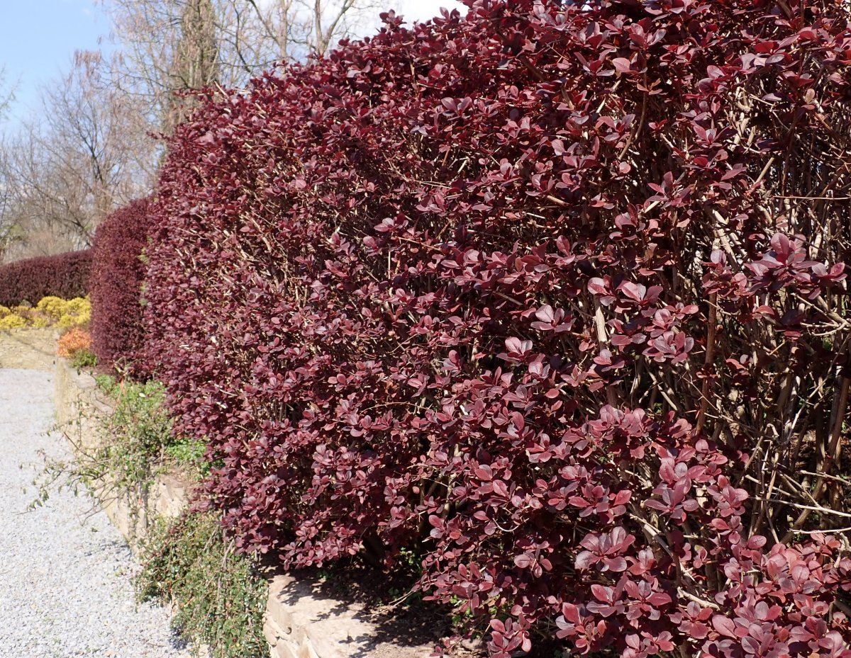 Барбарис оттавский - фото 8