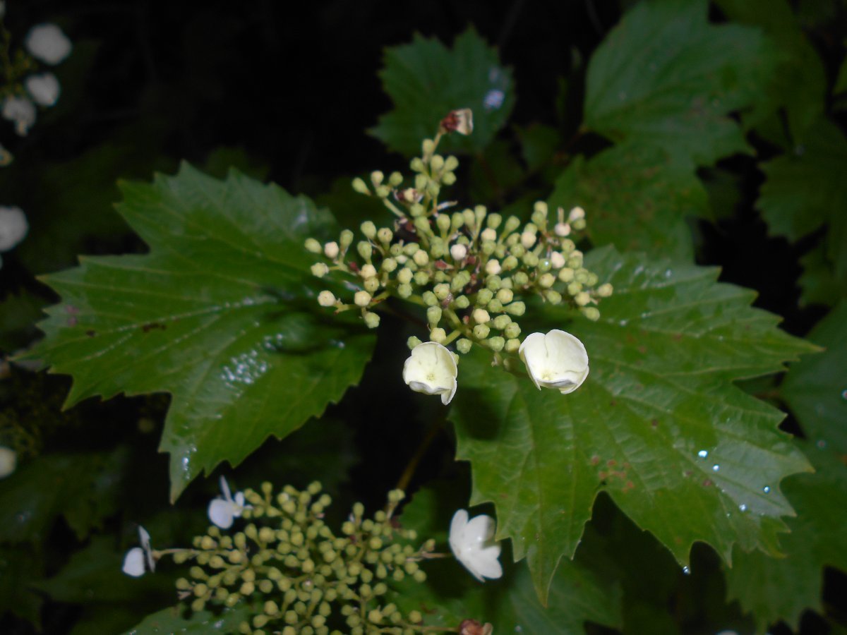 Калина Саржента - фото 7