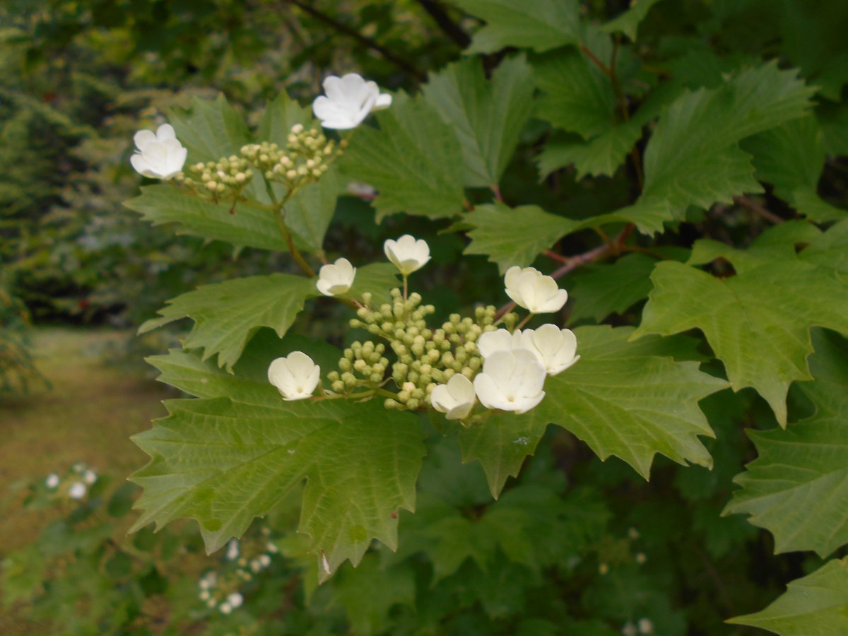 Калина Саржента - фото 8