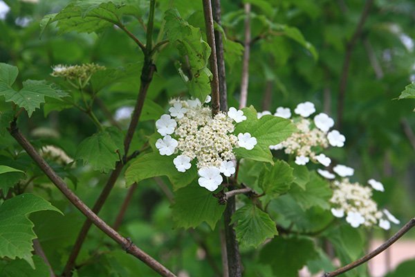 Калина Саржента