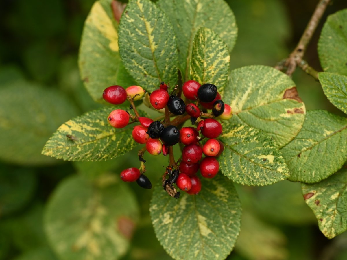 Калина гордовина - фото 6