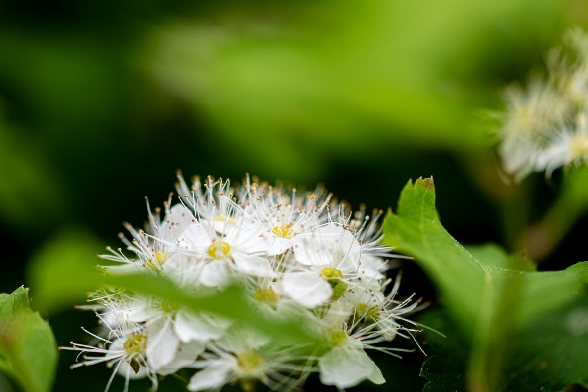 Калина гордовина - фото 4