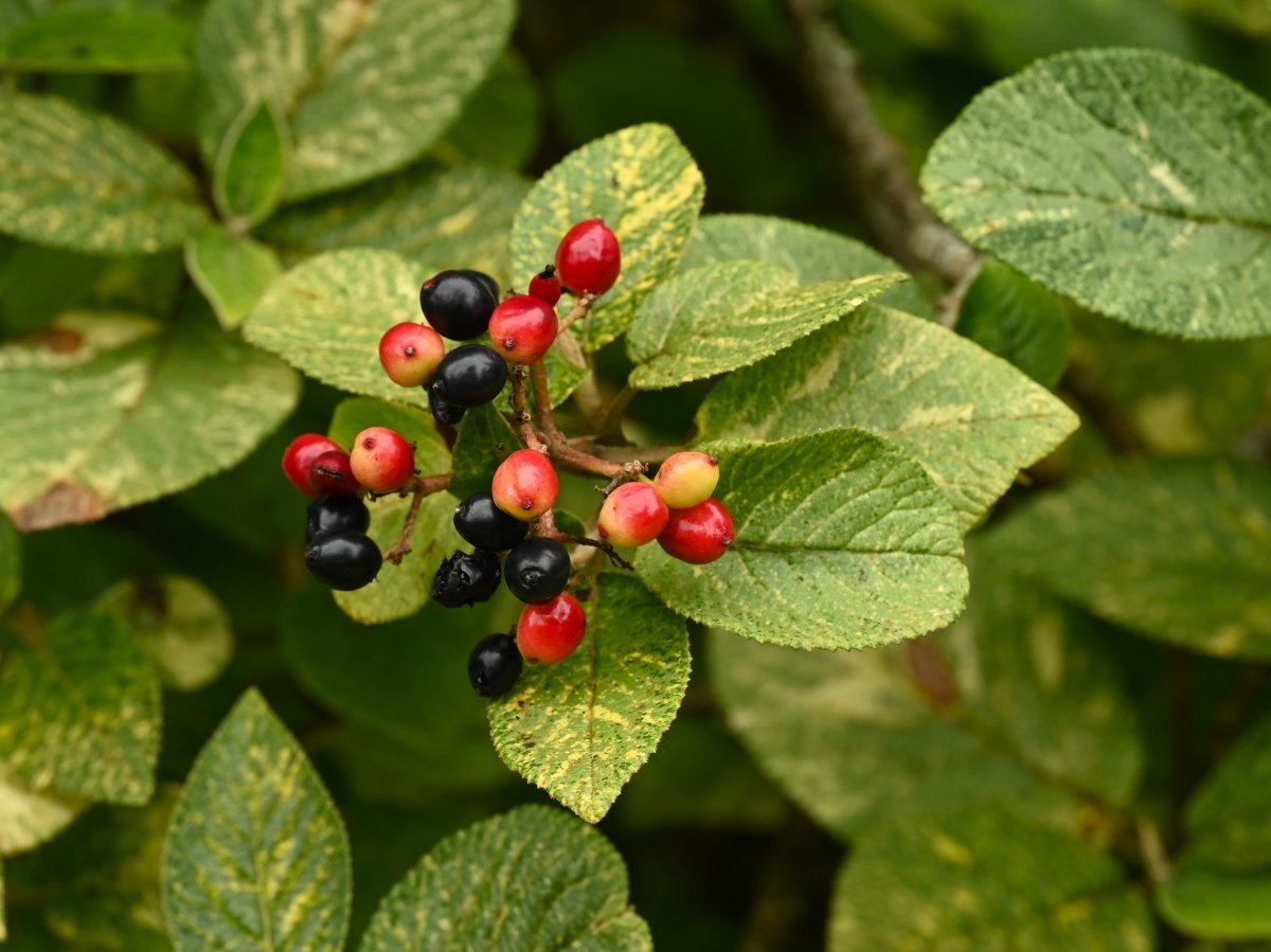 Калина гордовина - фото 5