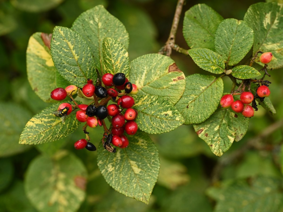 Калина гордовина - фото 7