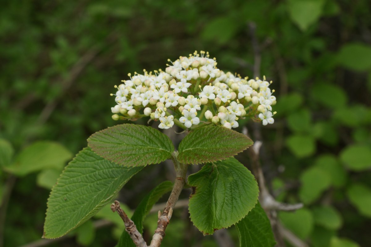 Калина гордовина - фото 9