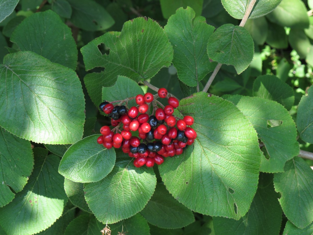 Калина гордовина - фото 8