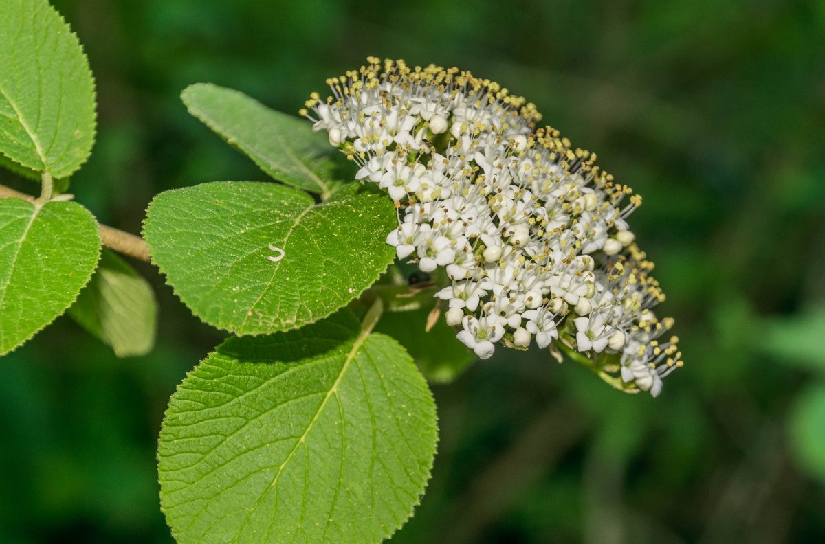 Калина гордовина - фото 2