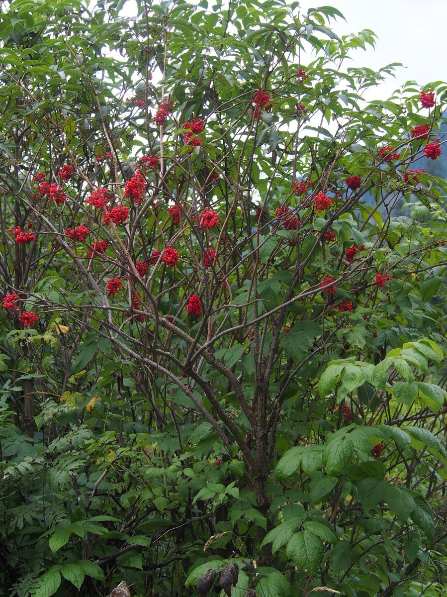 Бузина красная - фото 10