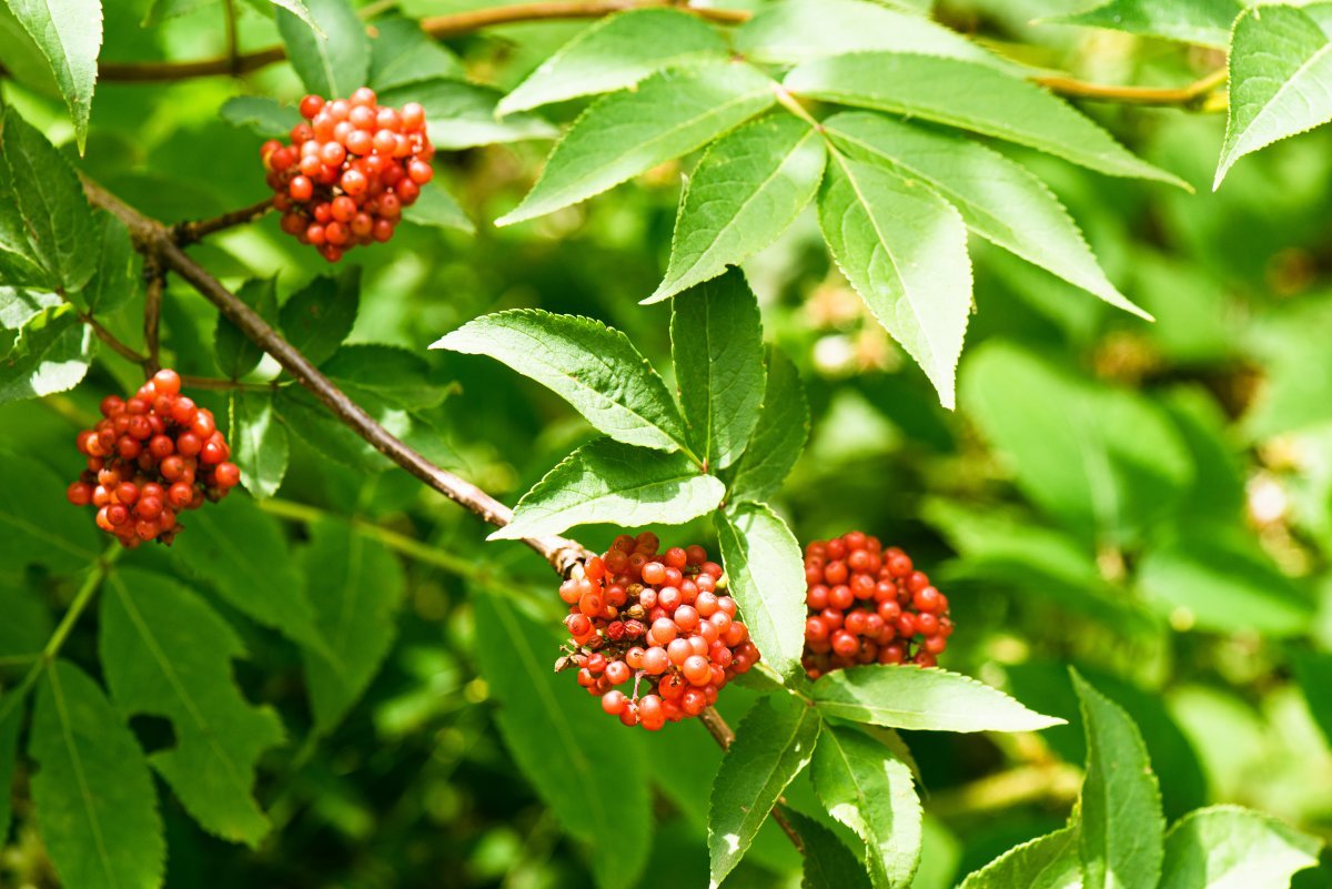 Бузина красная - фото 2