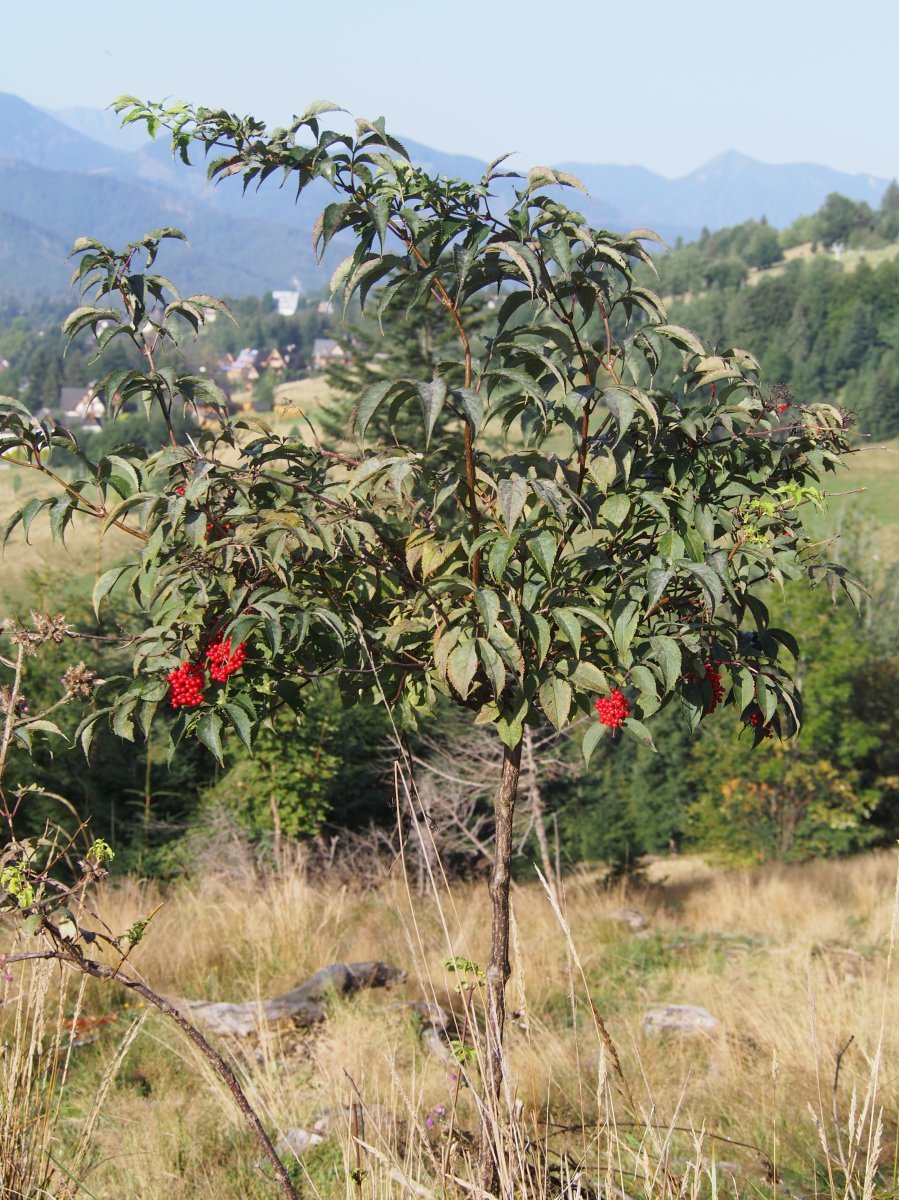 Бузина красная - фото 7