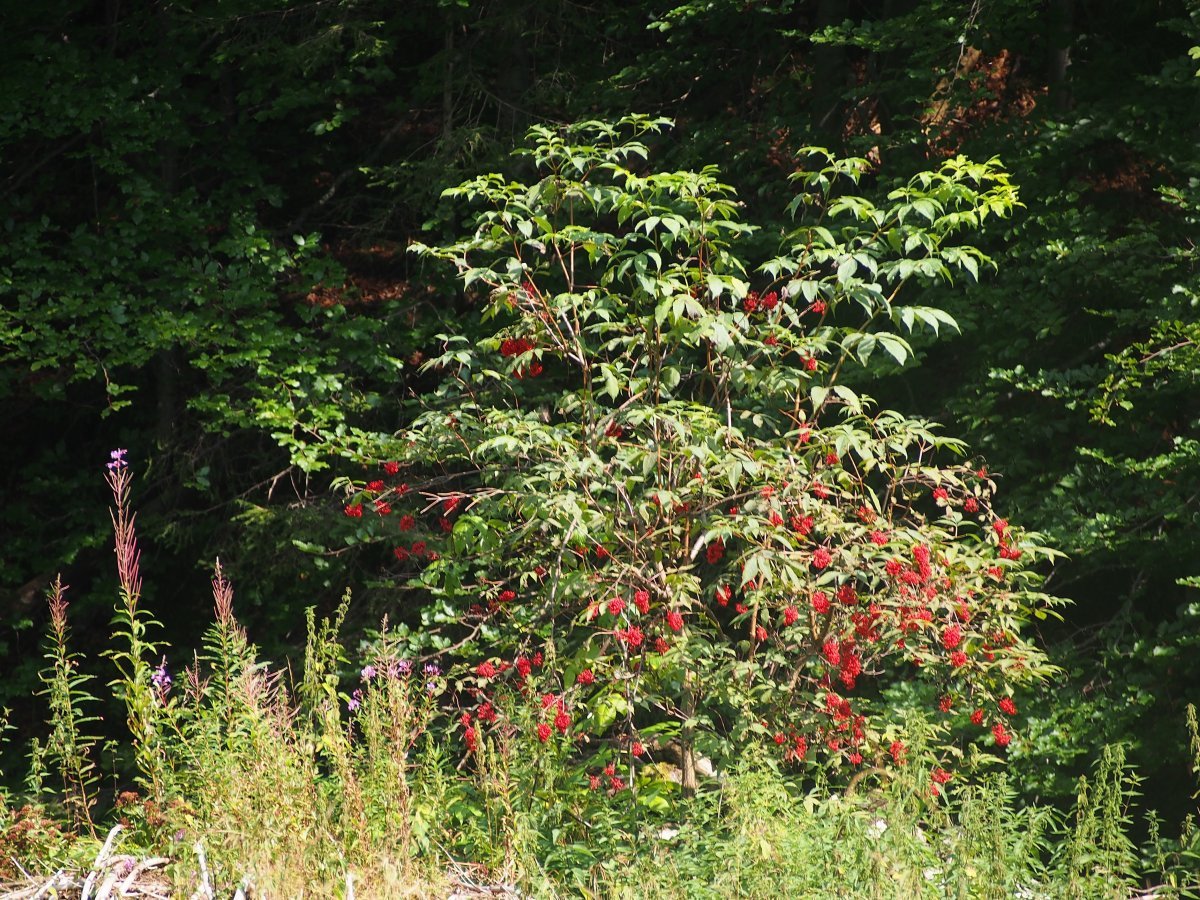 Бузина красная - фото 9
