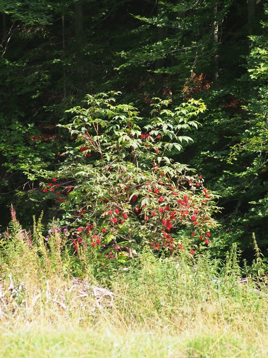 Бузина красная - фото 8