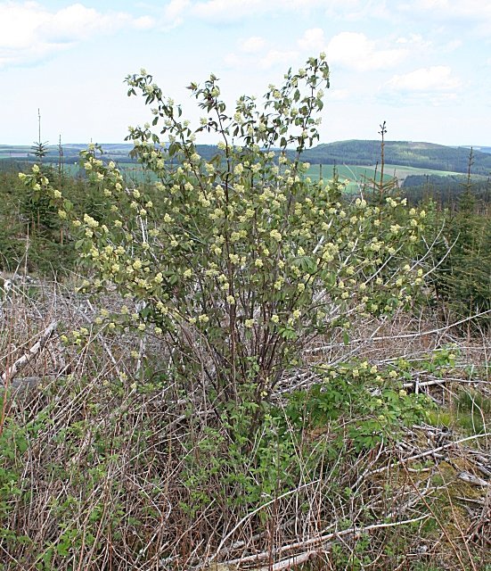 Бузина красная - фото 4