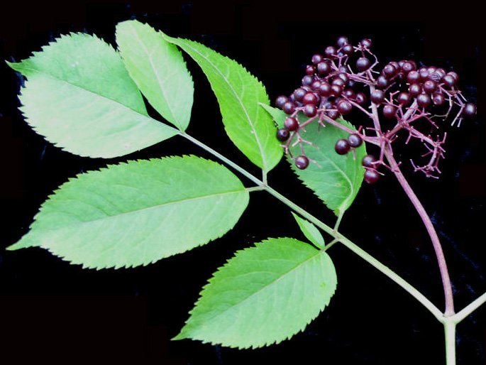 Бузина канадская - фото 5