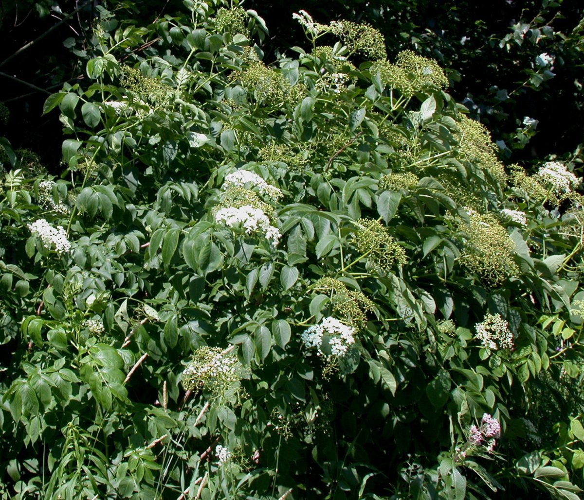 Бузина канадская - фото 7