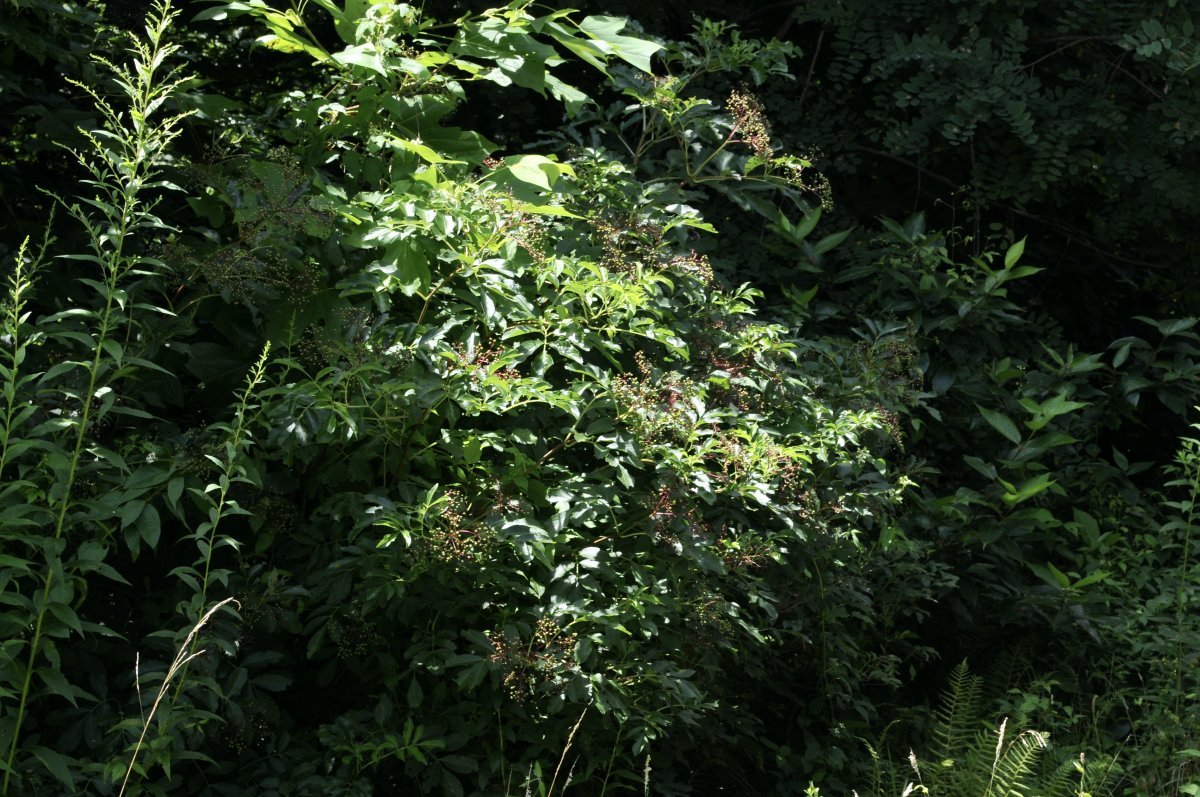 Бузина канадская - фото 2