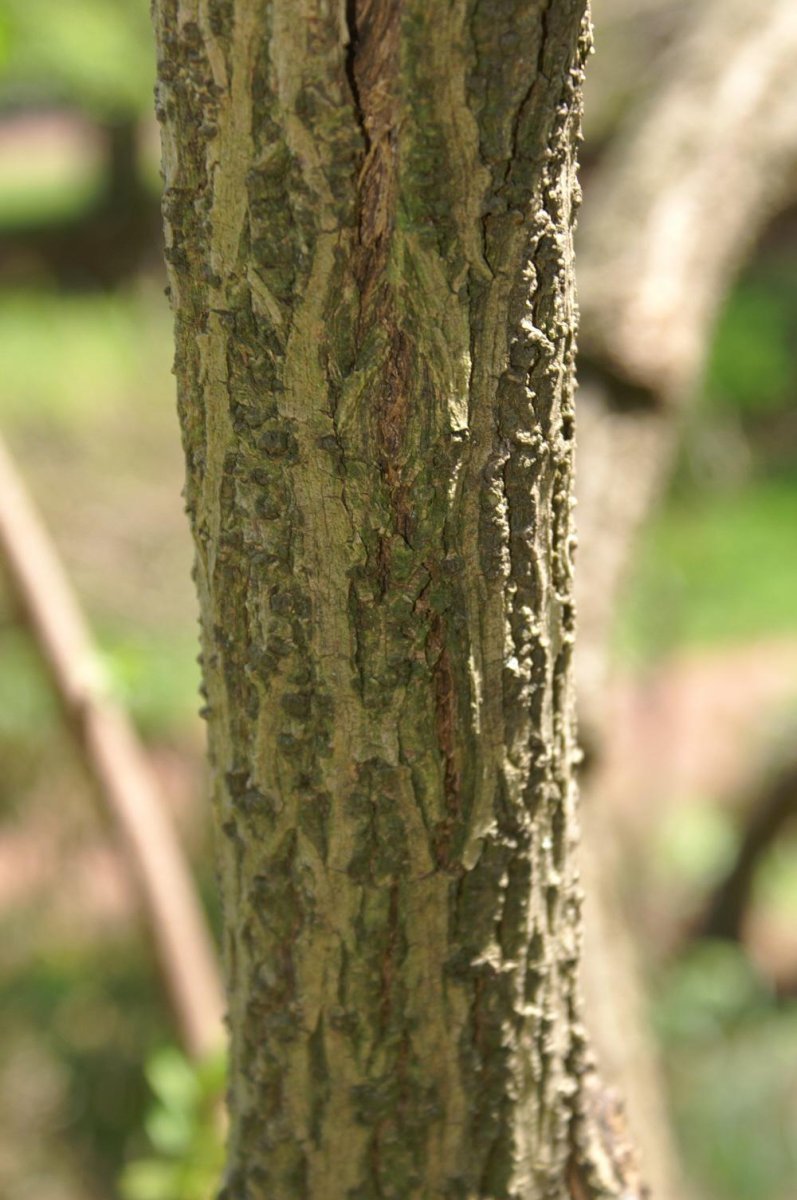 Бузина канадская - фото 3