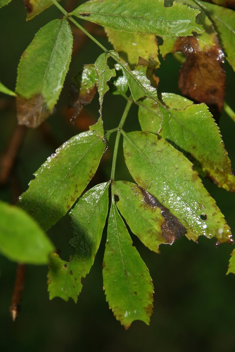 Бузина канадская - фото 10